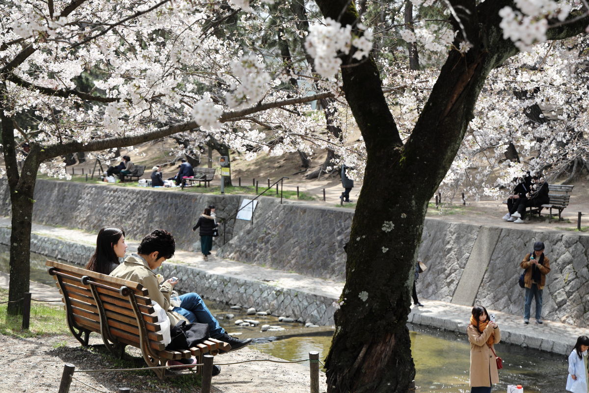 夙川の桜の開花状況 2019年4月2日