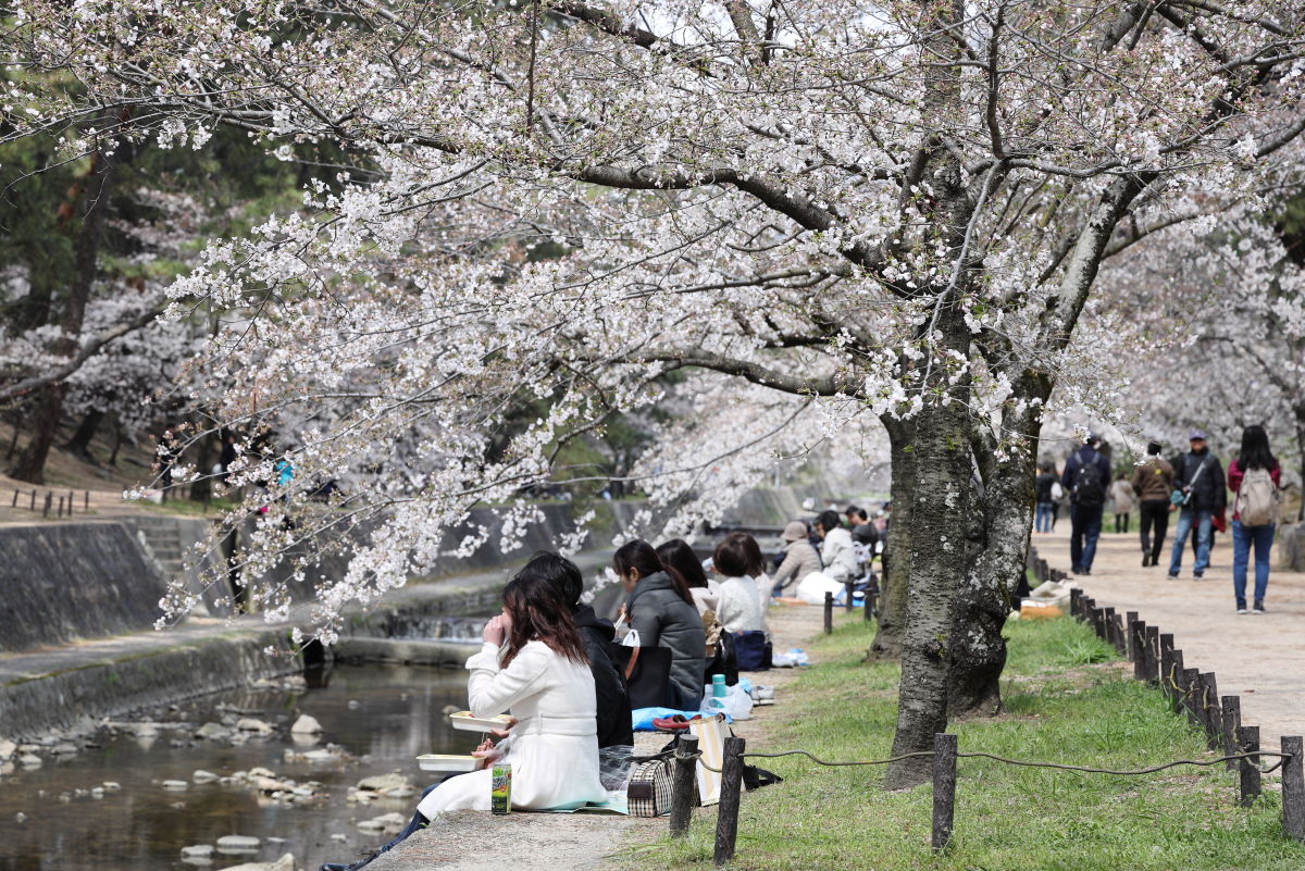 夙川の桜の開花状況 2019年4月2日