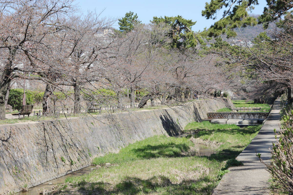 夙川公園（兵庫県西宮市）の桜開花状況 2020年3月25日