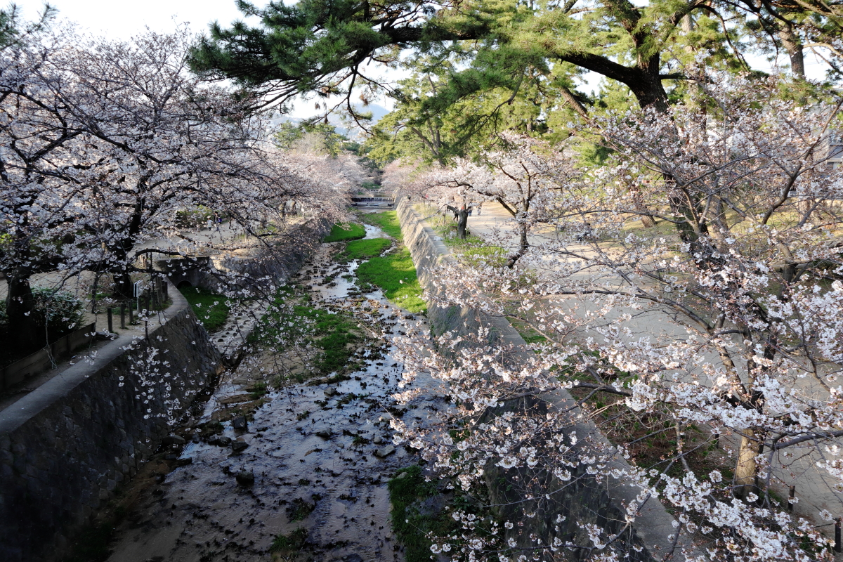 夙川の桜 2018年3月26日