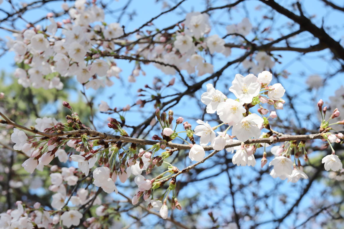 夙川公園（兵庫県西宮市）の桜開花状況 2020年3月25日