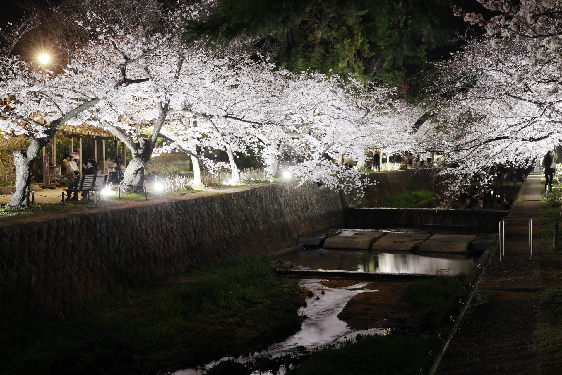 夙川の夜桜 2022年3月30日