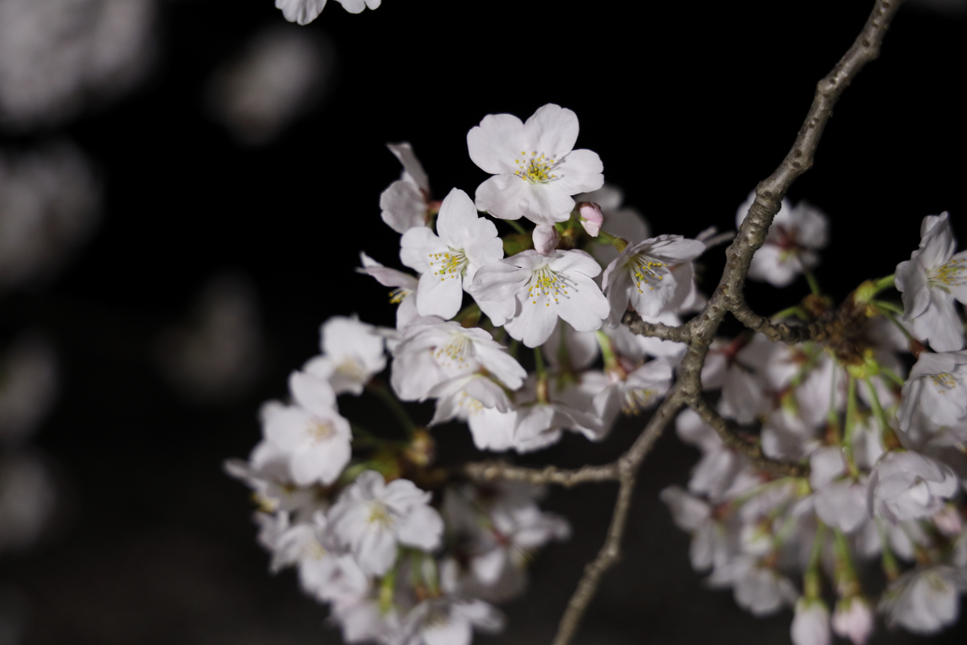 夙川の夜桜 2022年3月30日