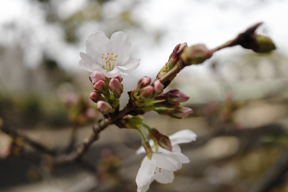 夙川の桜開花状況　2021年3月17日