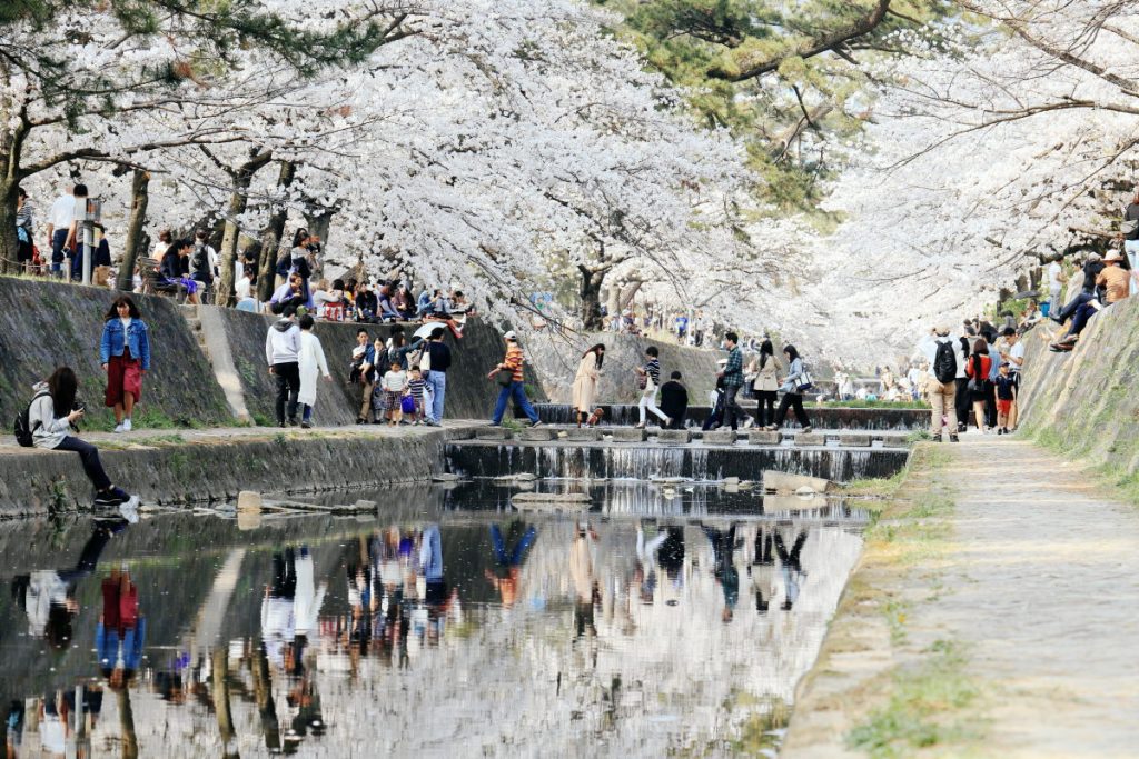 夙川の桜 リフレクション