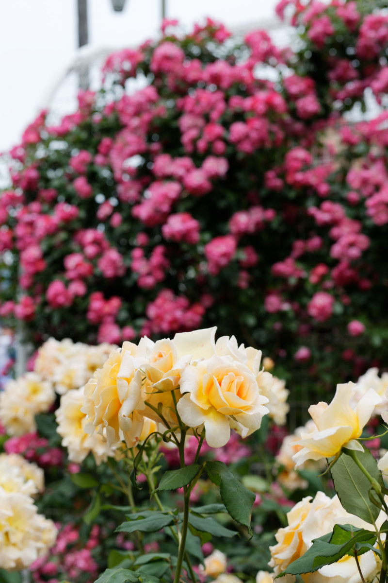 本山街園 バラ園 薔薇の開花状況 2020年5月18日