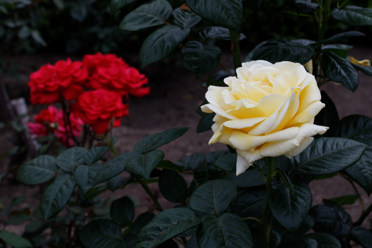 本山街園 バラ園 薔薇の開花状況 2020年5月
