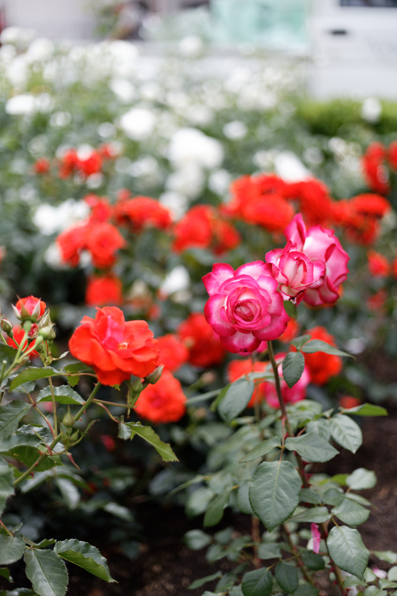 本山街園 バラ園 薔薇の開花状況 2020年5月18日