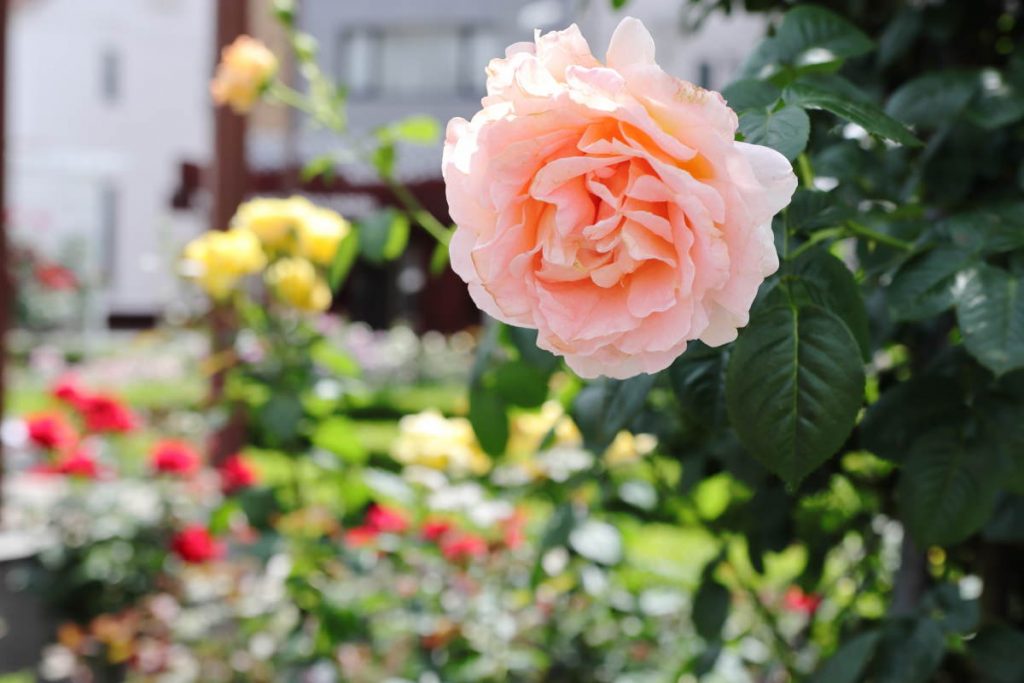 本山街園 バラ園 薔薇の開花状況 2018年5月14日