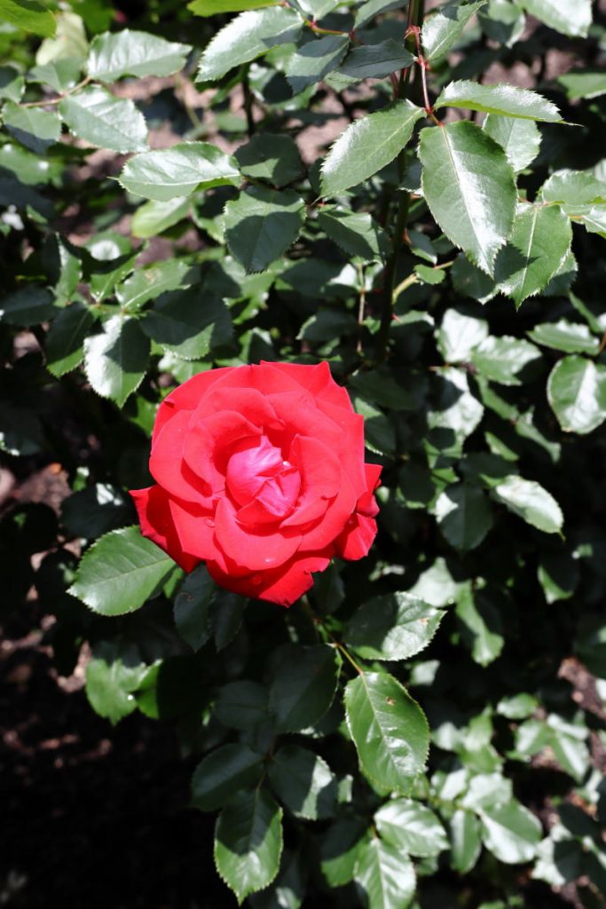 本山街園 バラ園 薔薇の開花状況 2018年5月14日