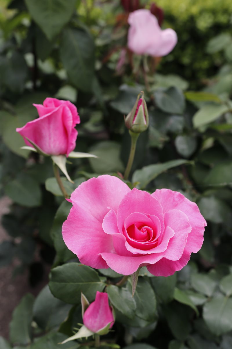 本山街園 バラ園 薔薇の開花状況 2020年5月6日