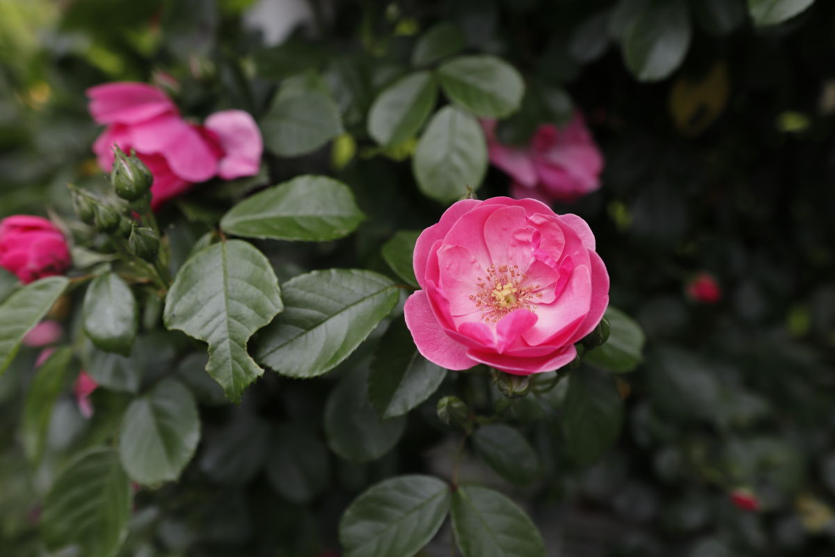 本山街園 バラ園 薔薇の開花状況 2020年5月6日