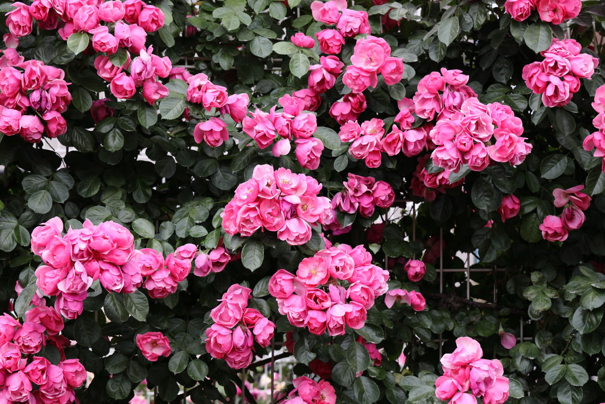 本山街園 バラ園 薔薇の開花状況 2019年5月20日