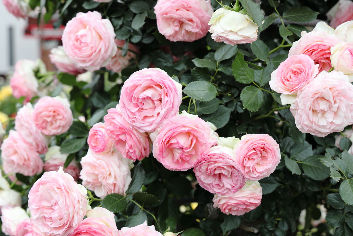 本山街園 バラ園 薔薇の開花状況 2019年5月20日