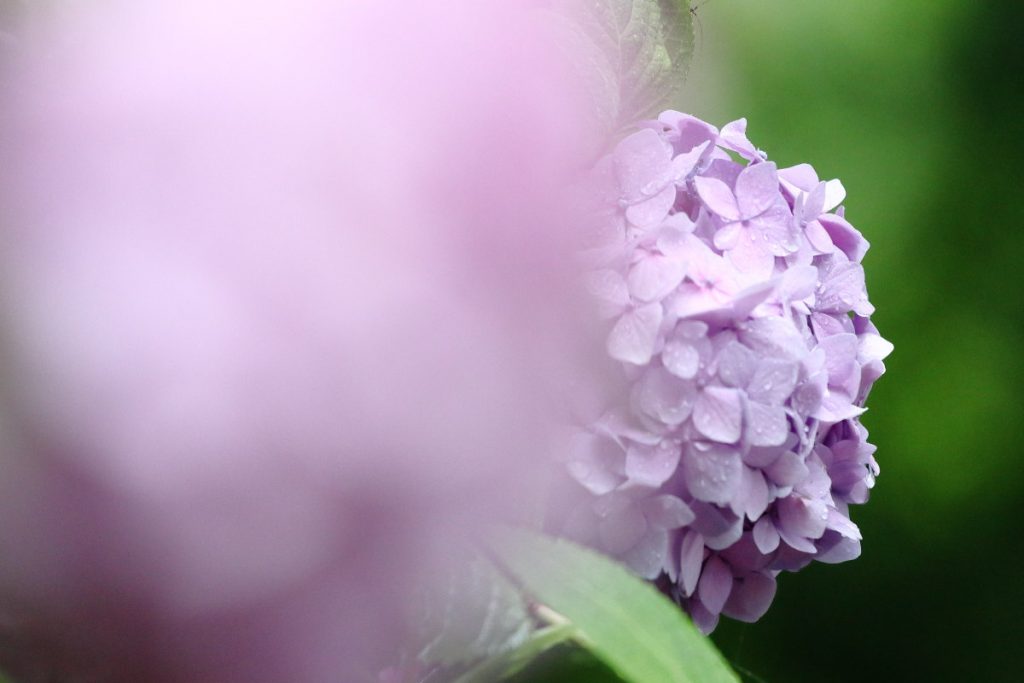 神戸六甲山のなかの紫陽花