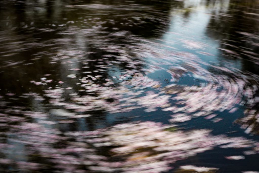 水面の桜の花びら NDフィルターをつかって長時間露光撮影