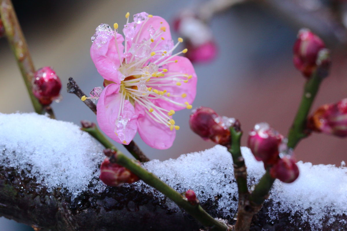 梅の写真を上手に撮影する方法とコツ 梅の撮り方いろいろ 神戸ファインダー