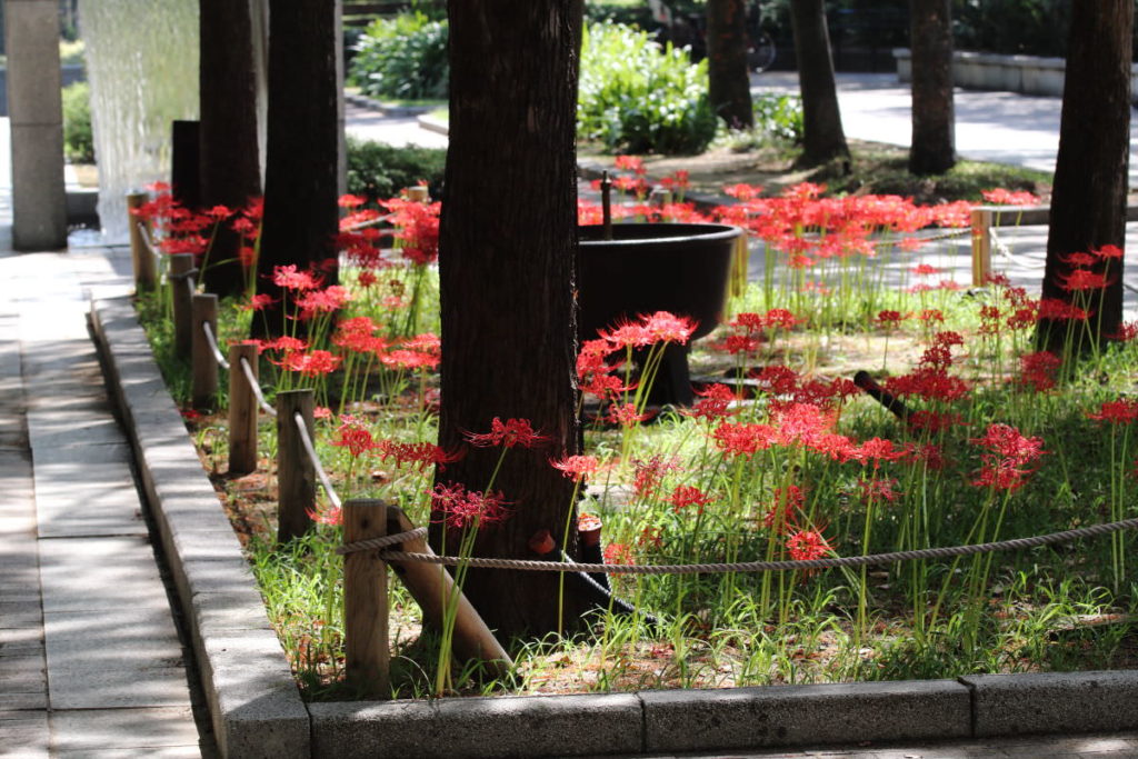 三宮・東遊園地（神戸市・中央区）の彼岸花