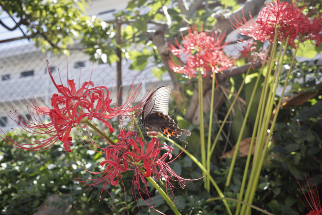 彼岸花と蝶　作例写真
