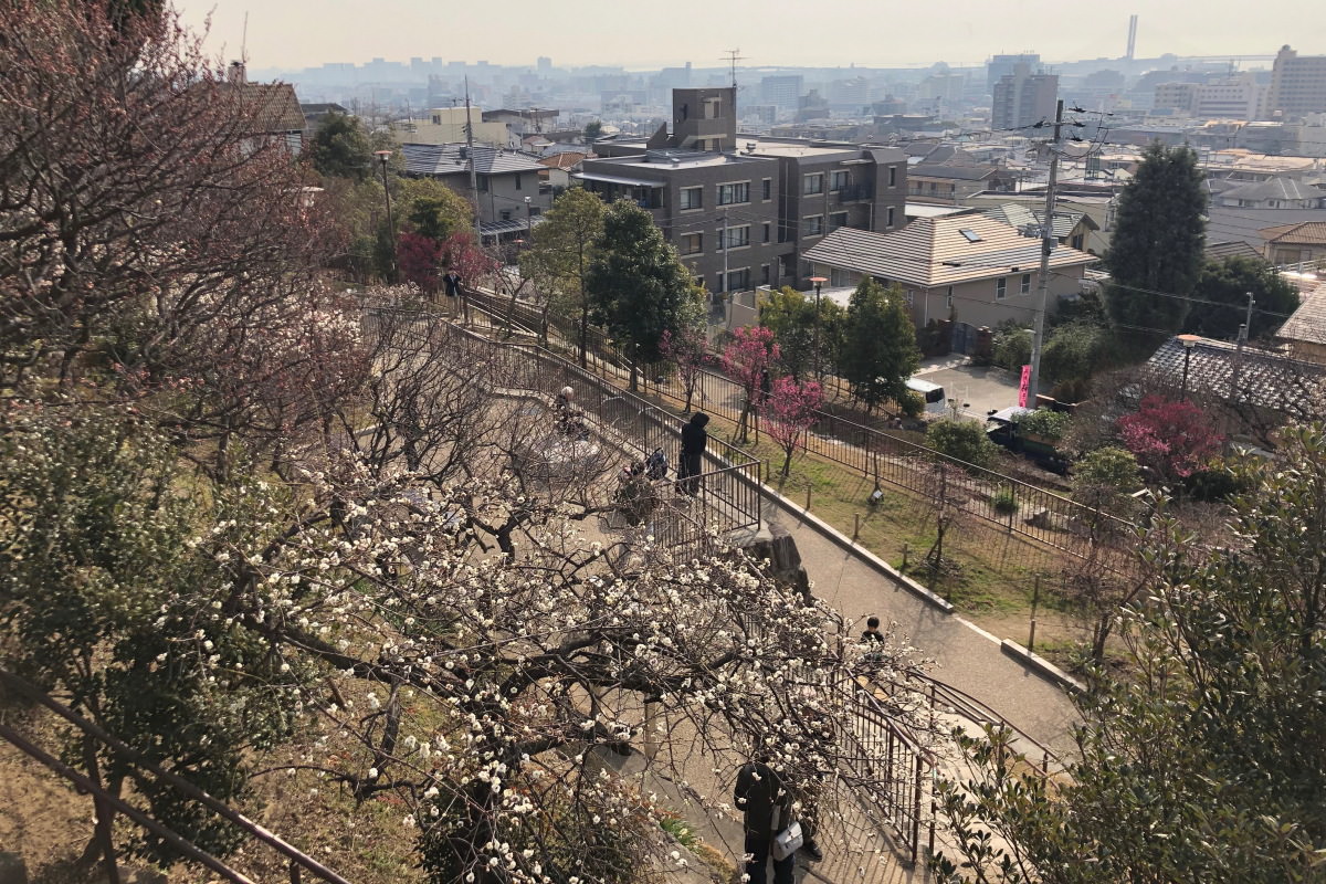 岡本梅林公園 iPhone Xで撮影