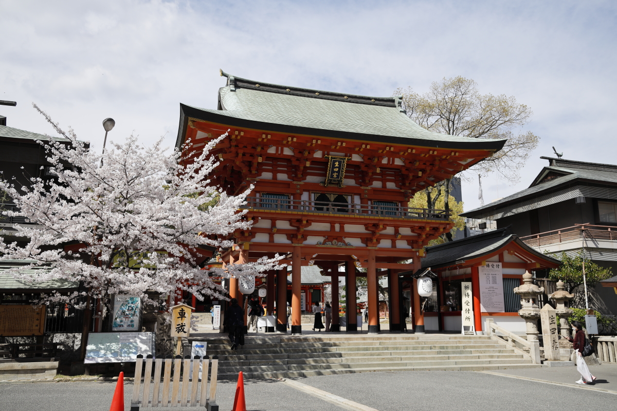 生田神社の桜の開花状況　2022年4月1日