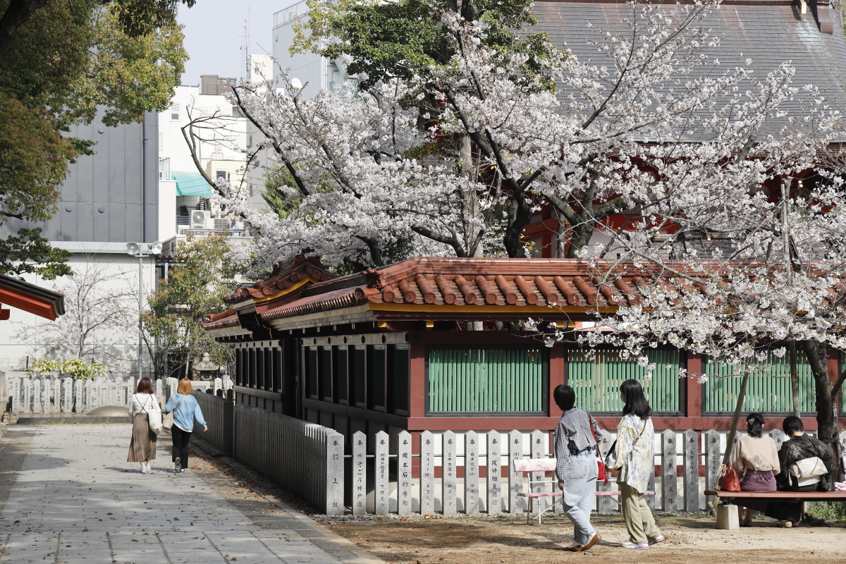 生田神社の桜の開花状況　2021年3月29日