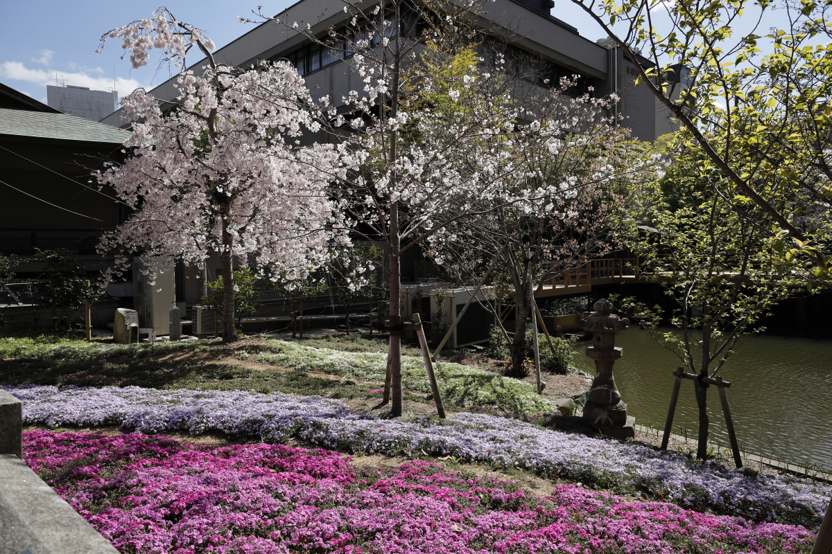 生田神社の桜の開花状況　2022年4月1日