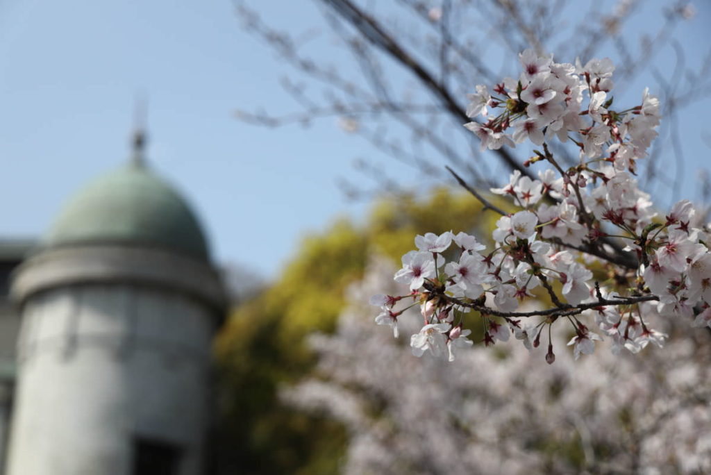 神戸市水の科学博物館の桜