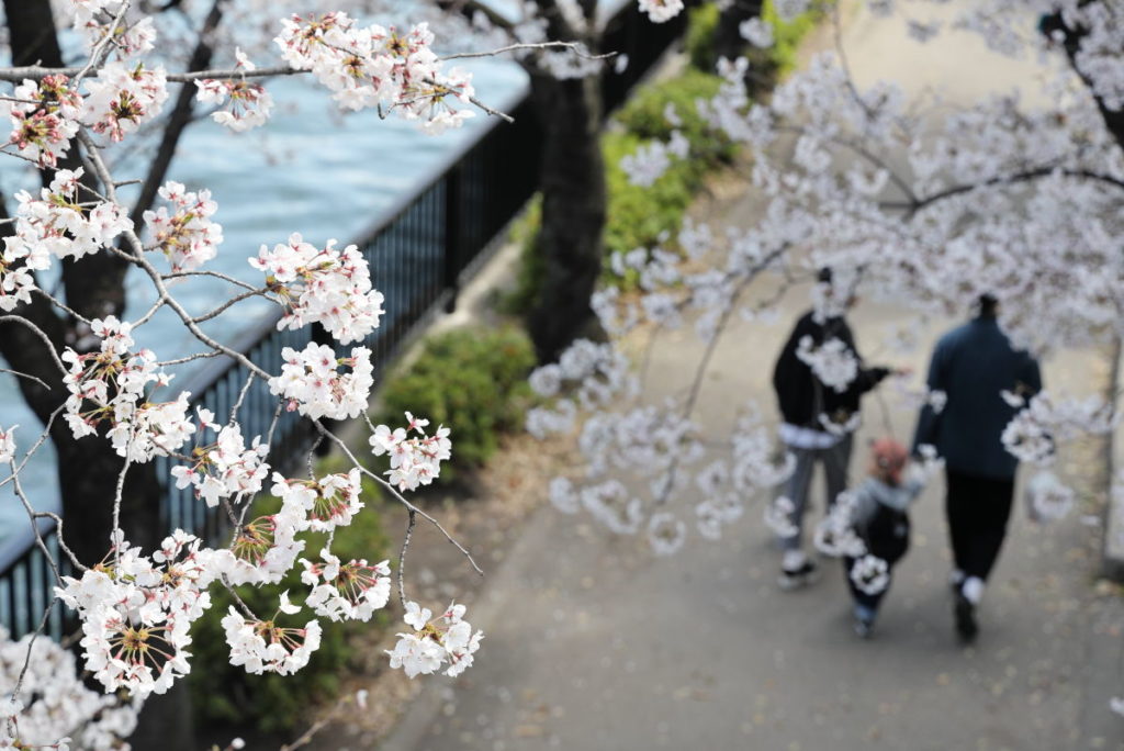 桜と歩行者