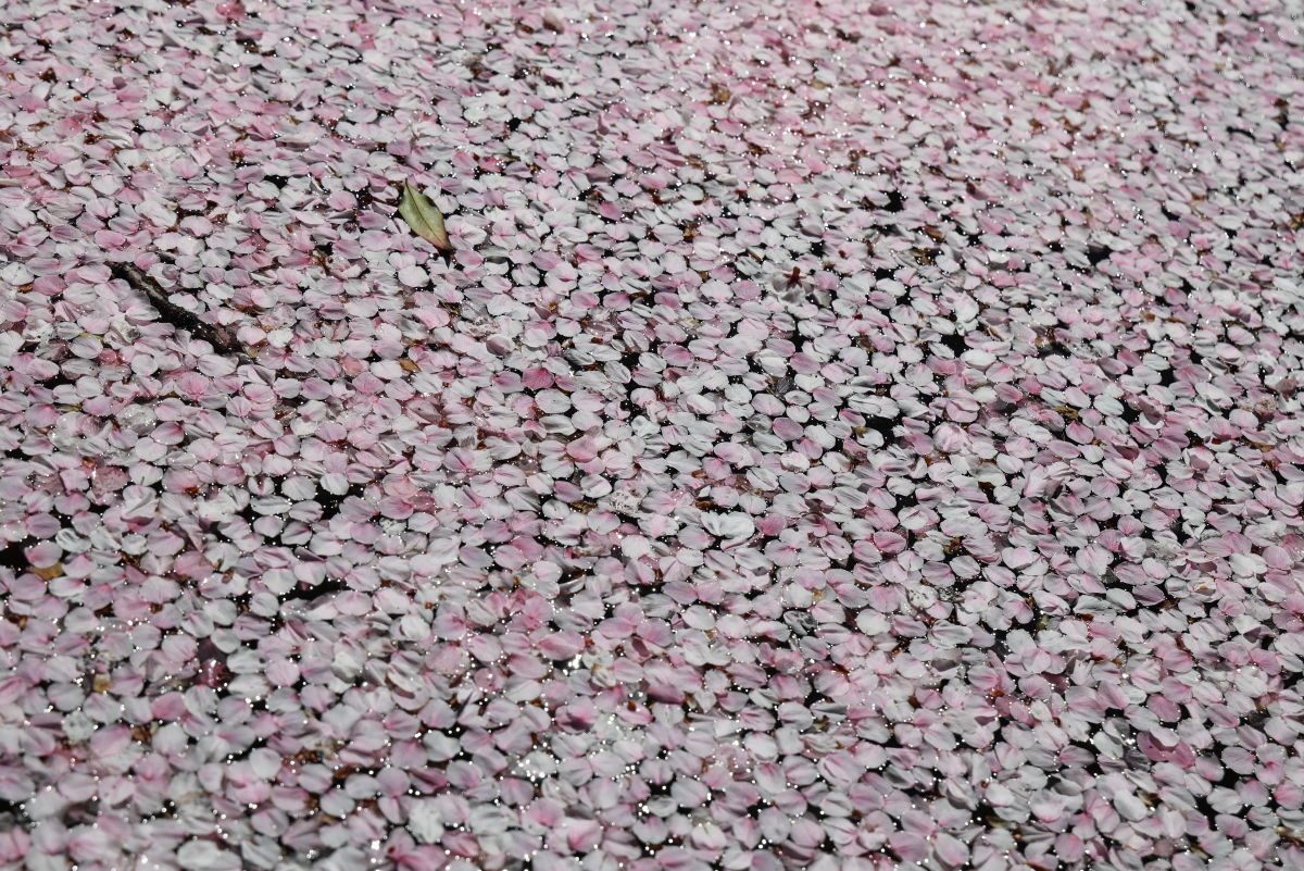 水面に浮かぶ桜の花びら 岡本・桜守公園