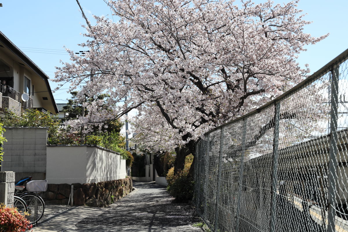 岡本の桜