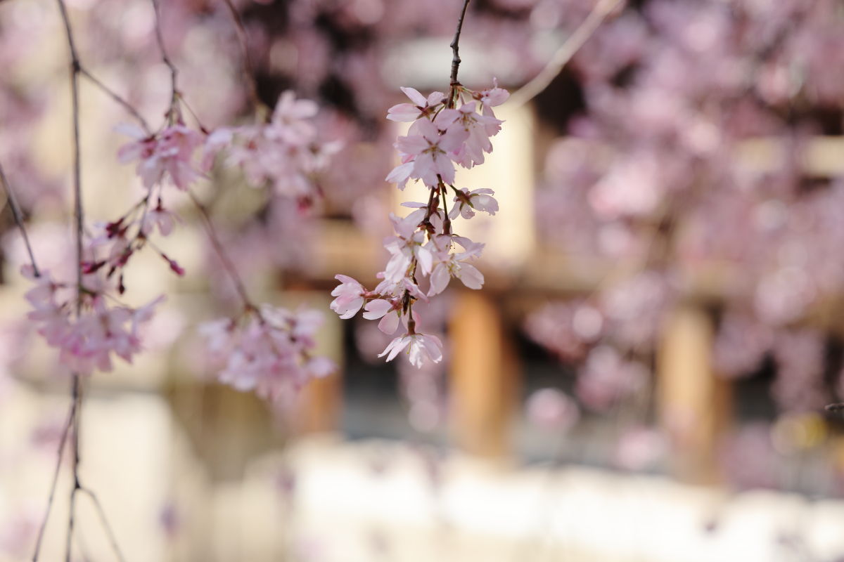 弓弦羽神社 2019年4月2日 枝垂れ桜