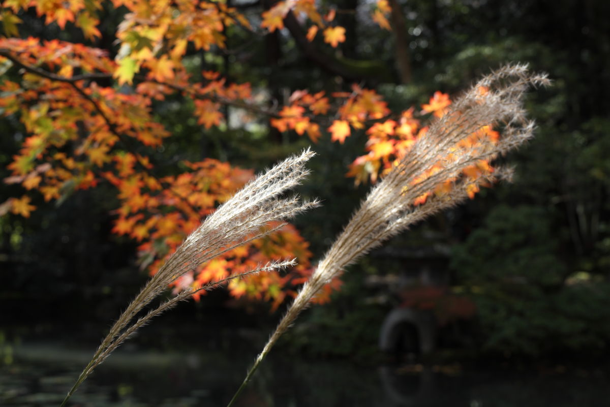 京都 南禅寺の天授庵 紅葉とすすき