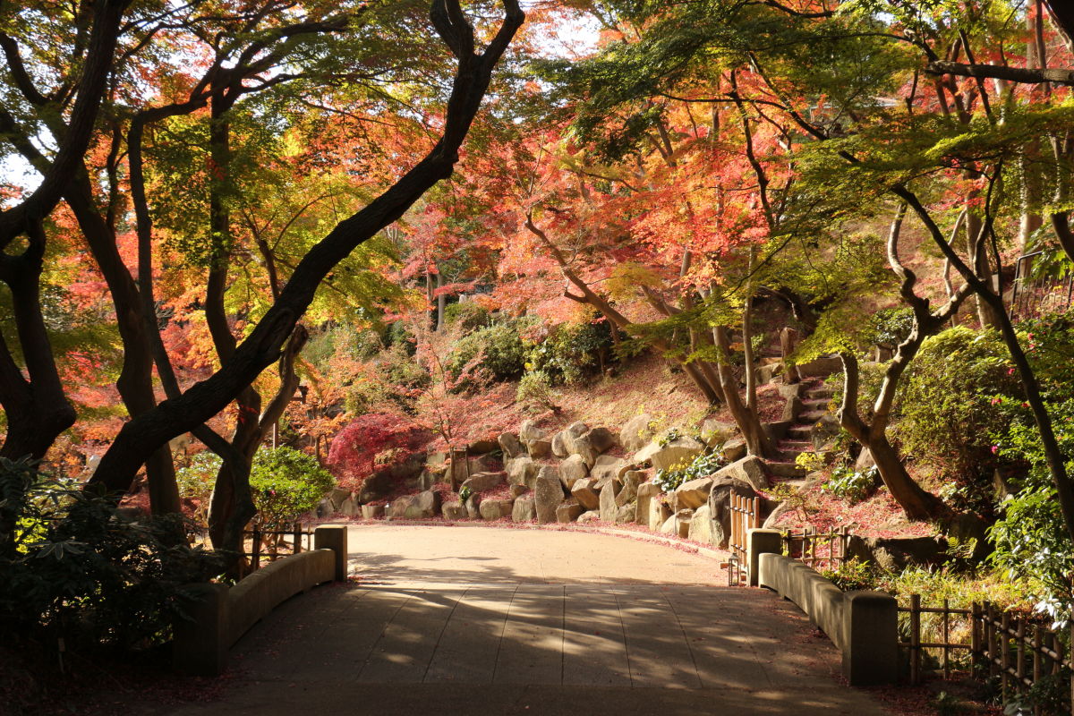 神戸市　須磨離宮公園の紅葉