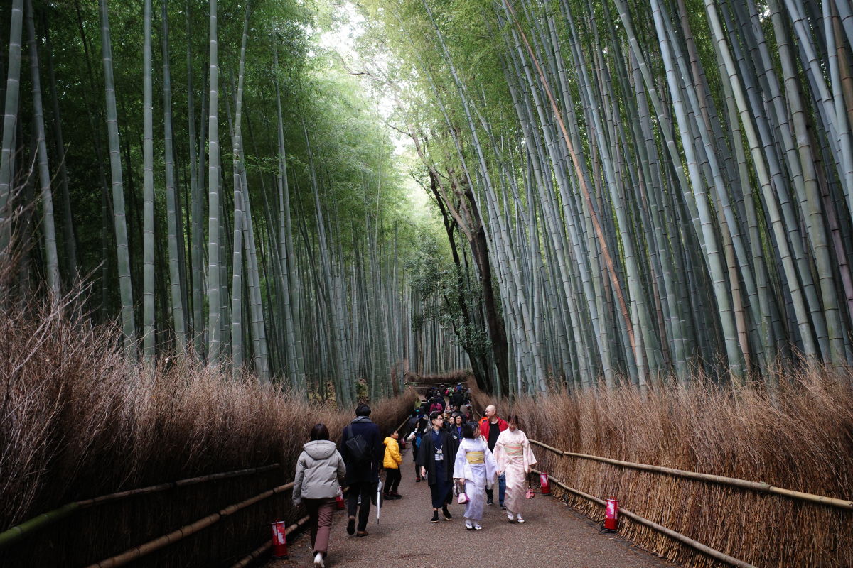 竹林の小径　竹林の小道 京都　嵐山
