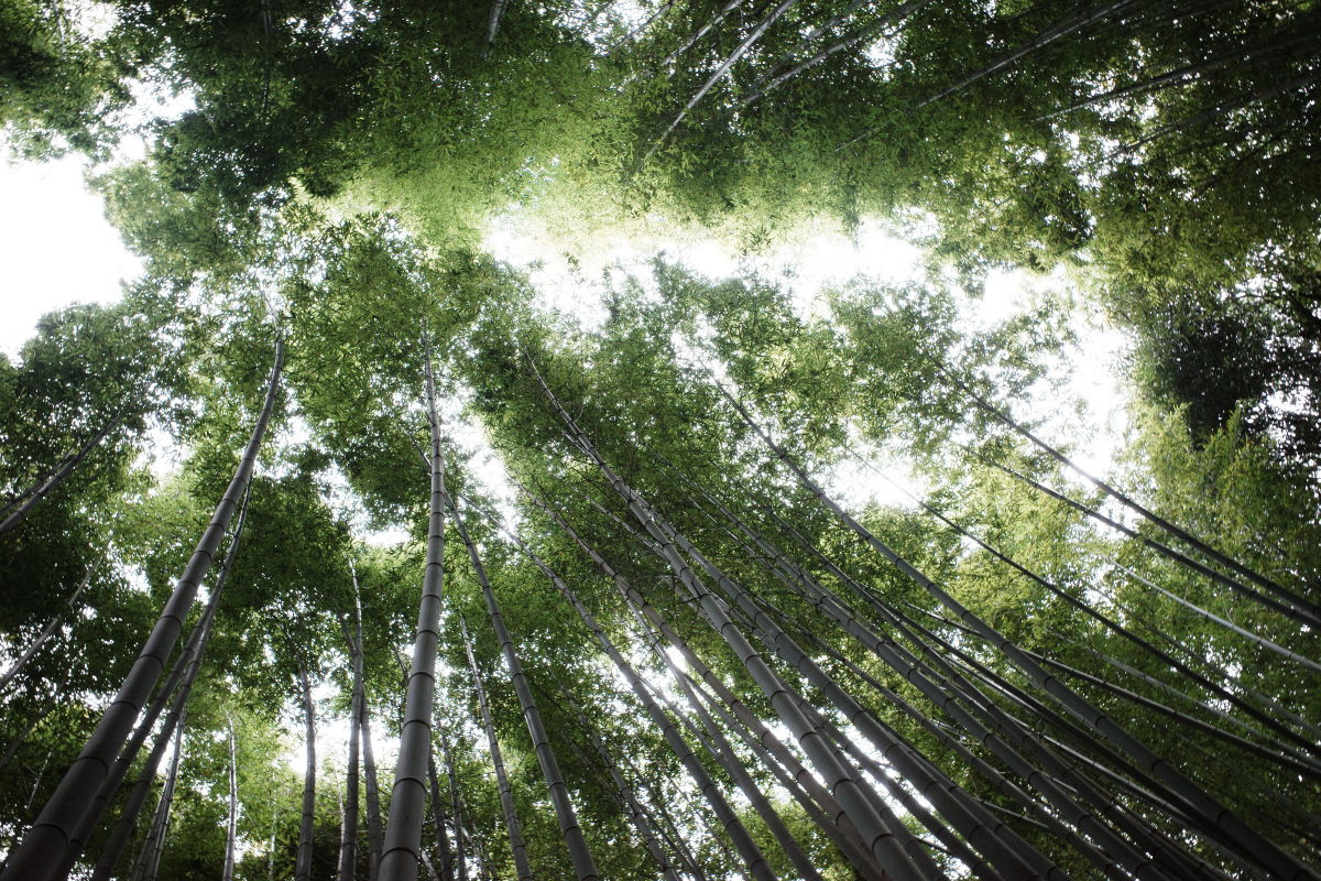 竹林の小径　竹林の小道 京都　嵐山