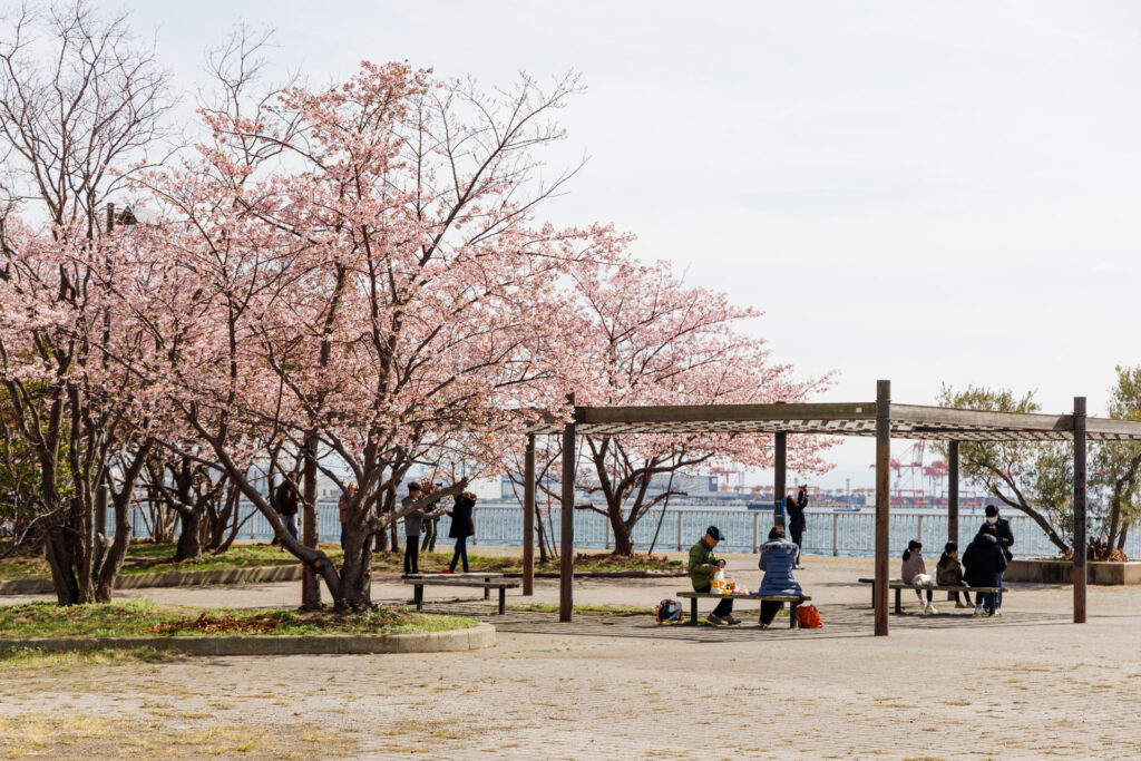 灘浜緑地（神戸市灘区）の河津桜 2024年2月24日