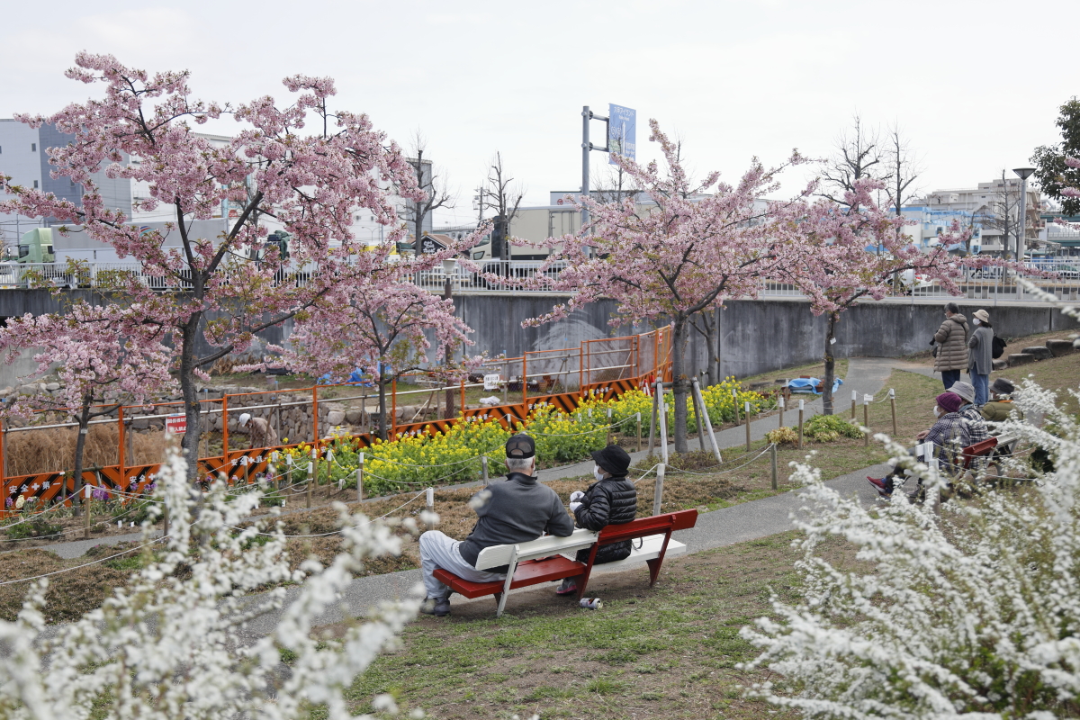 2021年3月8日の河津桜開花状況 西郷川河口公園