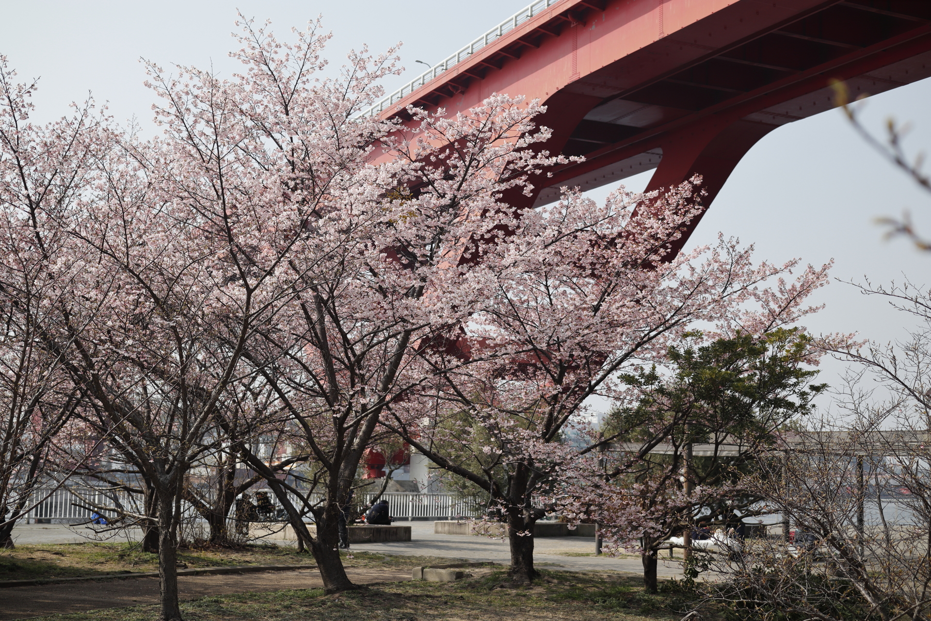 灘浜緑地　神戸市　2022年3月12日の河津桜の開花状況
