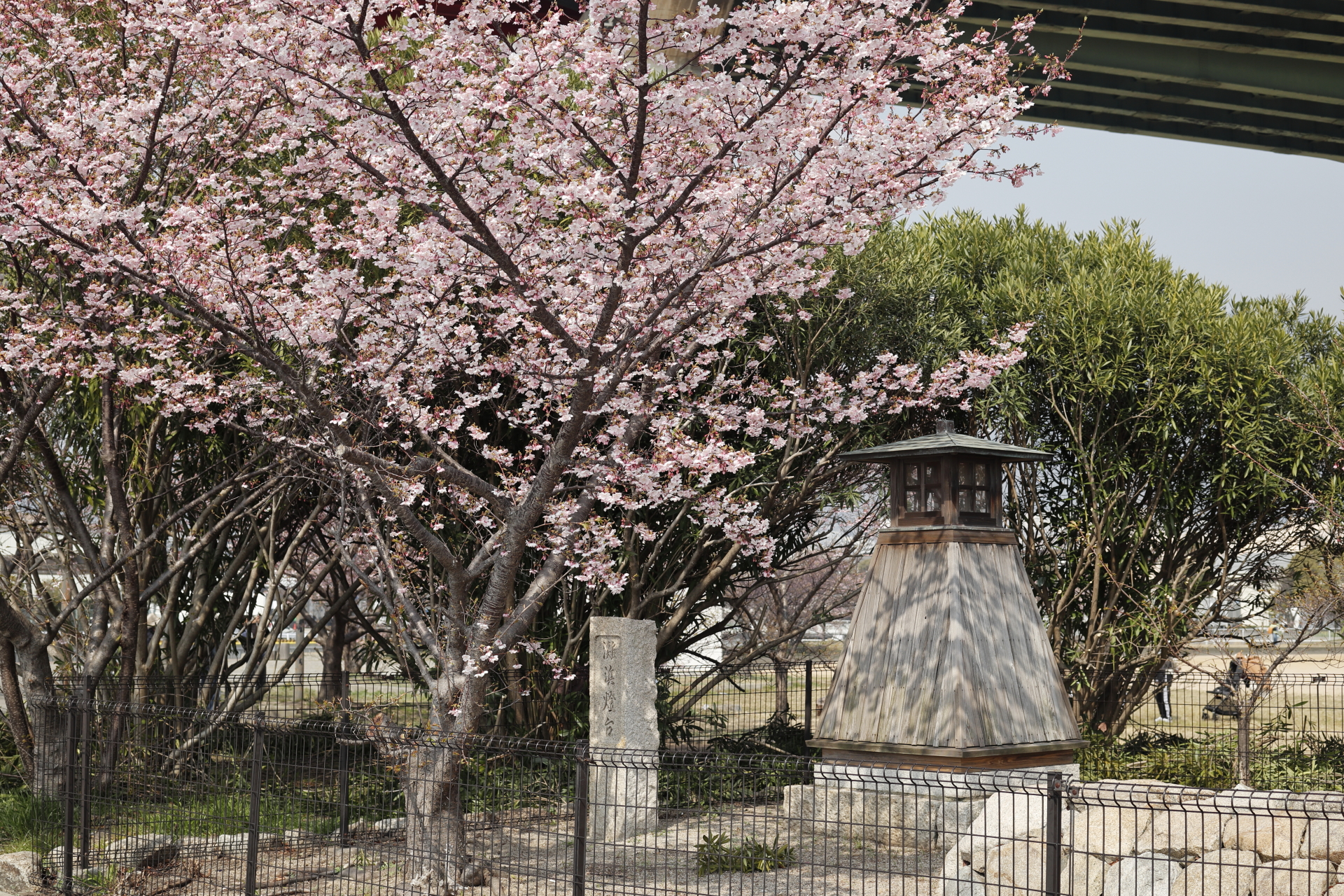 灘浜緑地　神戸市　2022年3月12日の河津桜の開花状況