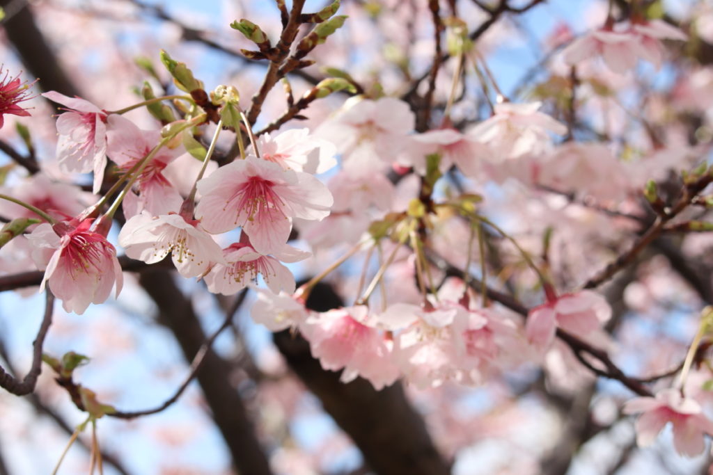 神戸の河津桜の名所！灘浜緑地と西郷川河口公園がおすすめ | 神戸ファインダー