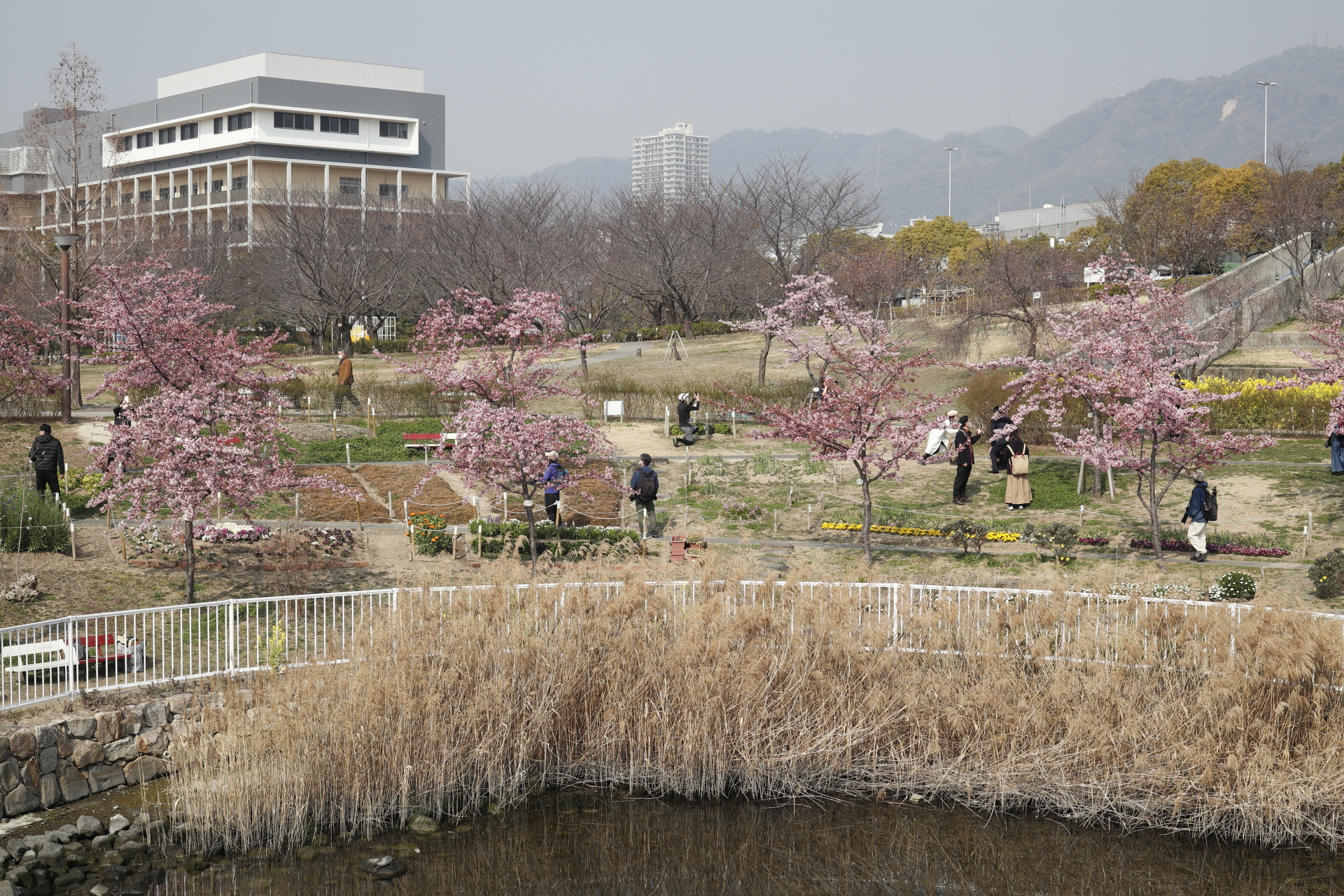 西郷川河口公園　神戸市　2022年3月12日の河津桜の開花状況