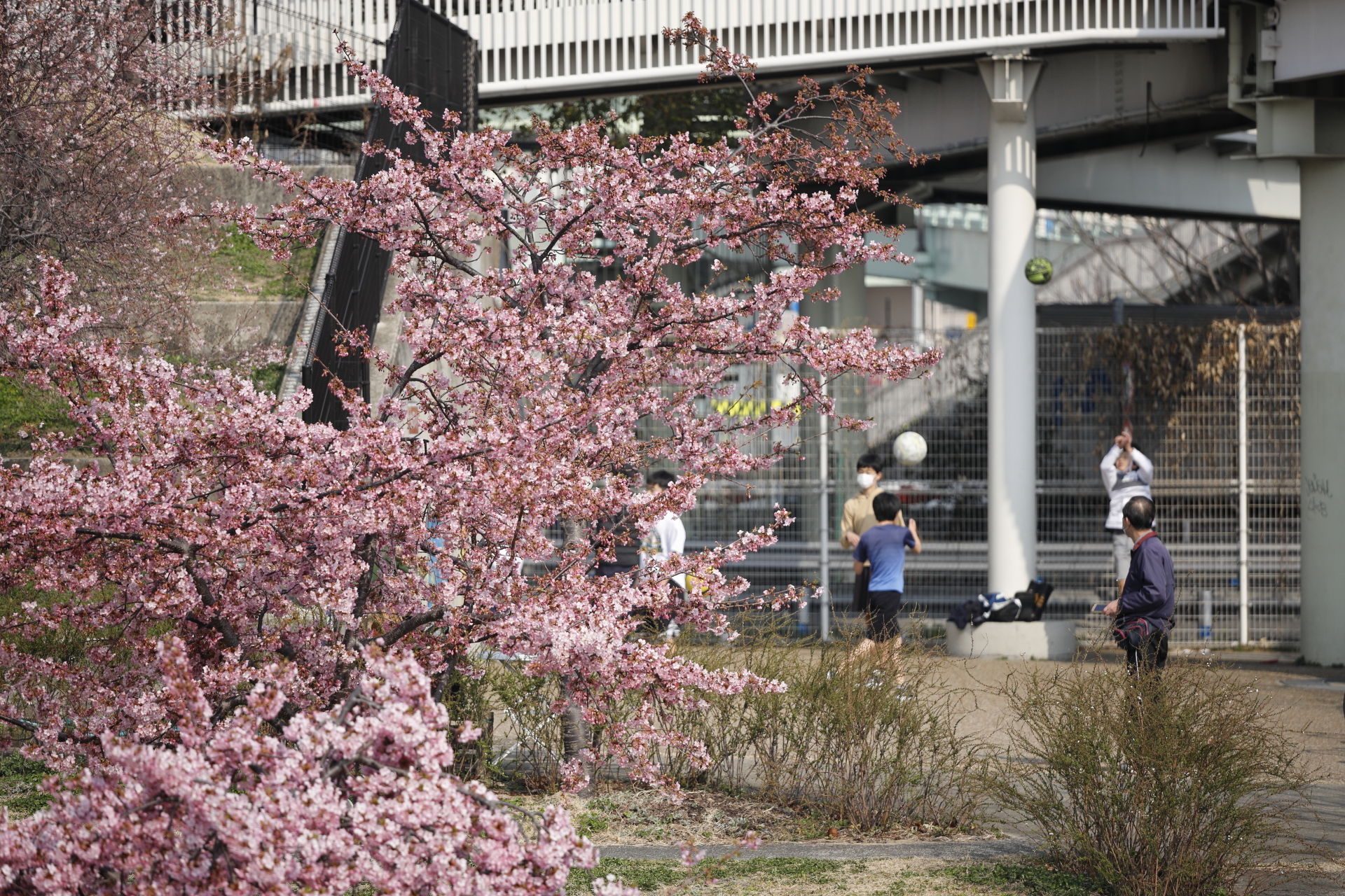 西郷川河口公園　神戸市　2022年3月12日の河津桜の開花状況
