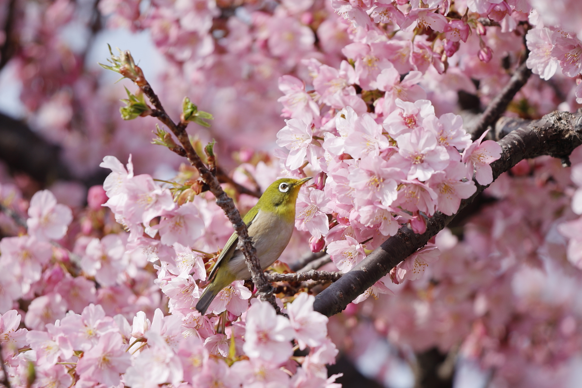 河津桜に集まる小鳥 河津桜とメジロ サクジロー　西郷川河口公園（神戸市）