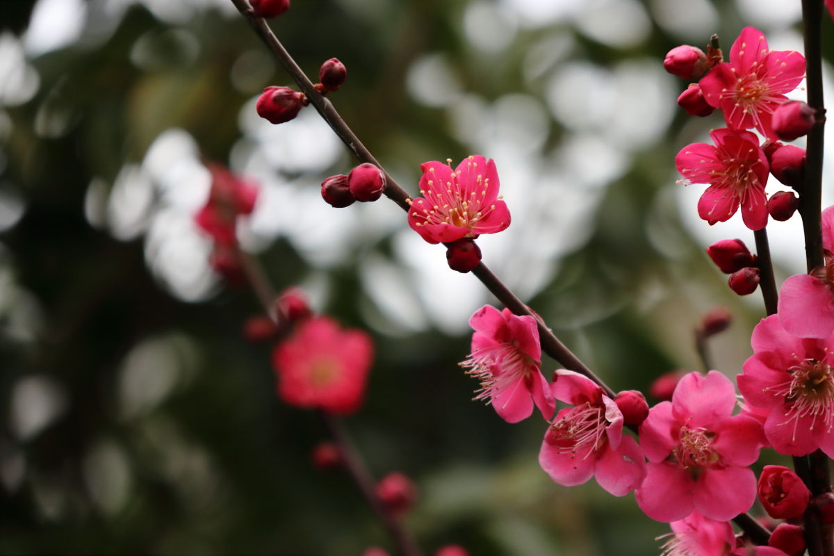 岡本梅林公園 2020年2月15日の梅の開花状況