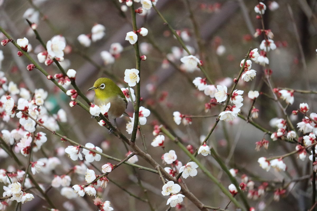 ウメジロー 岡本梅林公園 2020年2月15日の梅の開花状況
