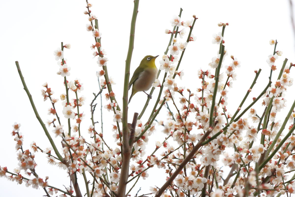 ウメジロー 岡本梅林公園 2020年2月15日の梅の開花状況
