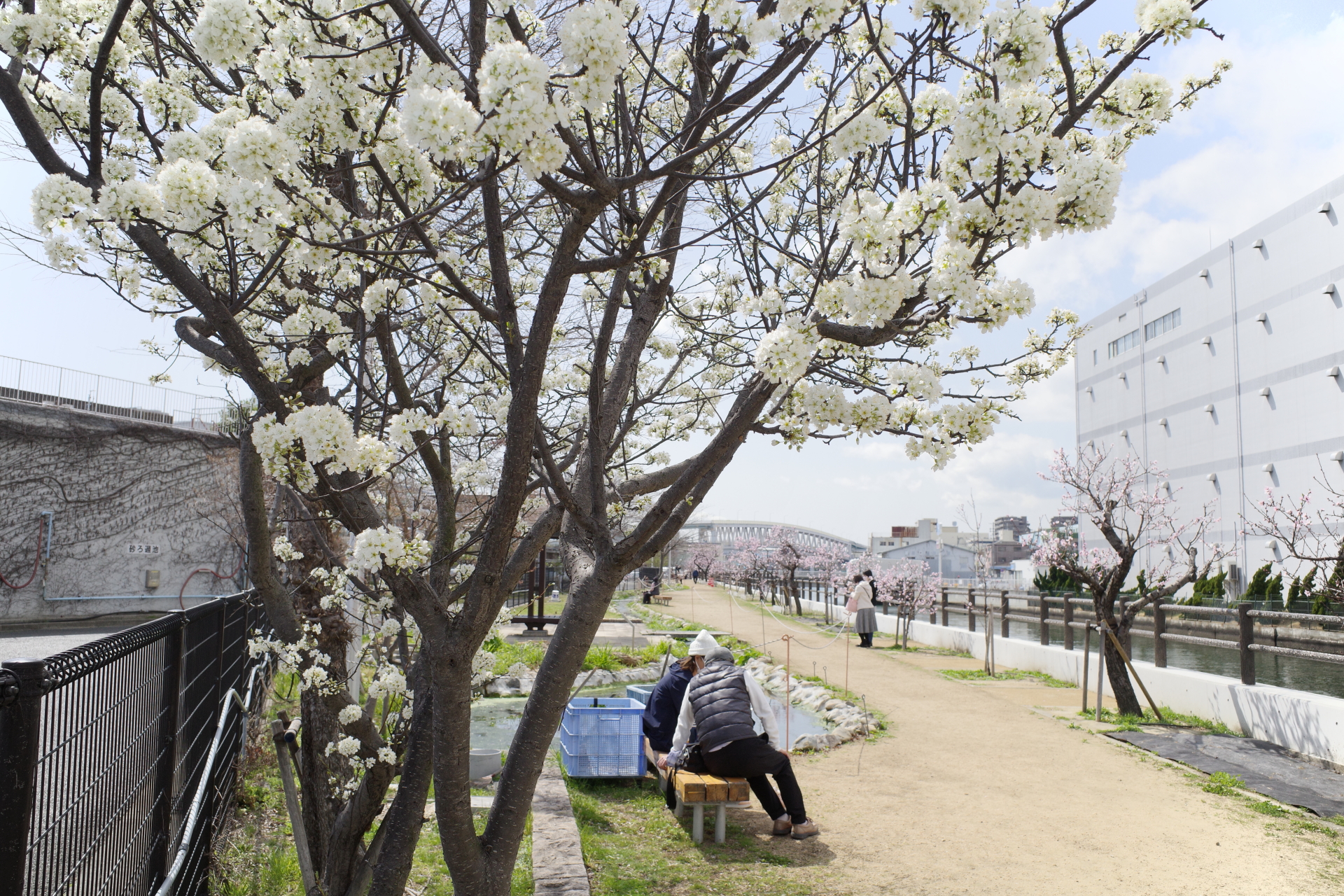 水辺の遊歩道うおざき　アーモンドの花　開花状況2022年3月21日