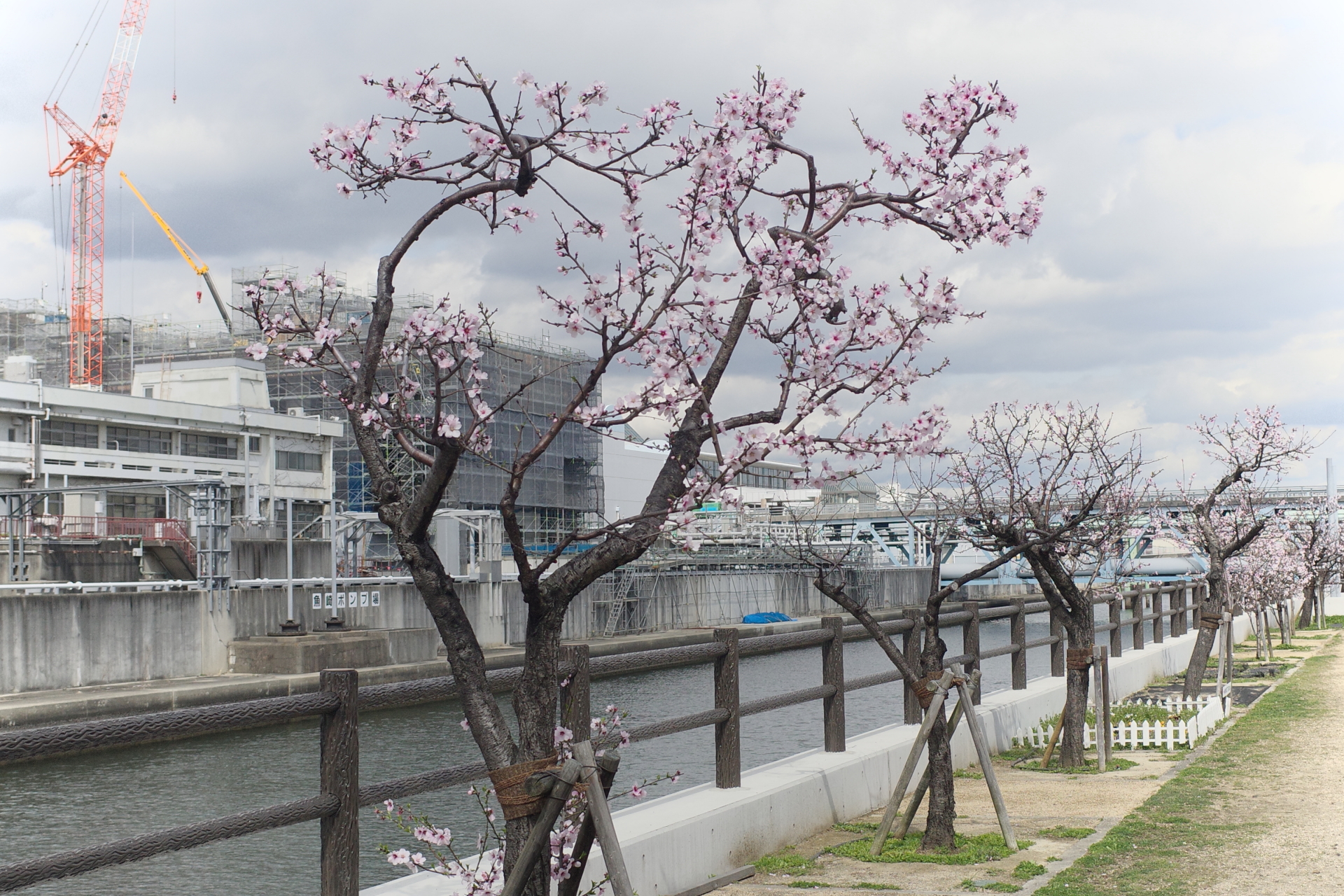 水辺の遊歩道うおざき　アーモンドの花　開花状況2022年3月21日