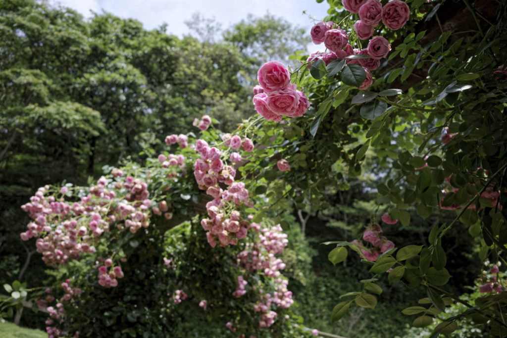 神戸布引ハーブ園の薔薇